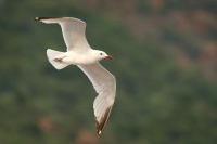 Racek Audouinuv - Ichthyaetus audouinii - Audouin's Gull 1471